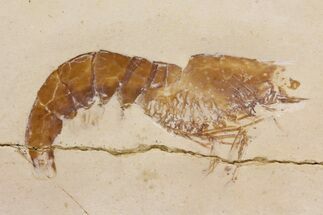 Detailed, Fossil Shrimp and Brittle Star - Solnhofen Limestone #162507