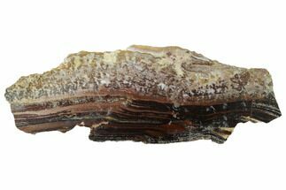 Rare North Pole Dome Stromatolite - Billion Years #164643