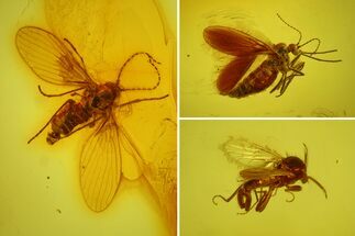 Two Fossil Moth Flies and a Male Biting Midge in Baltic Amber #170050