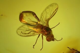 Detailed Fossil Dance Fly (Empididae) In Baltic Amber #170088