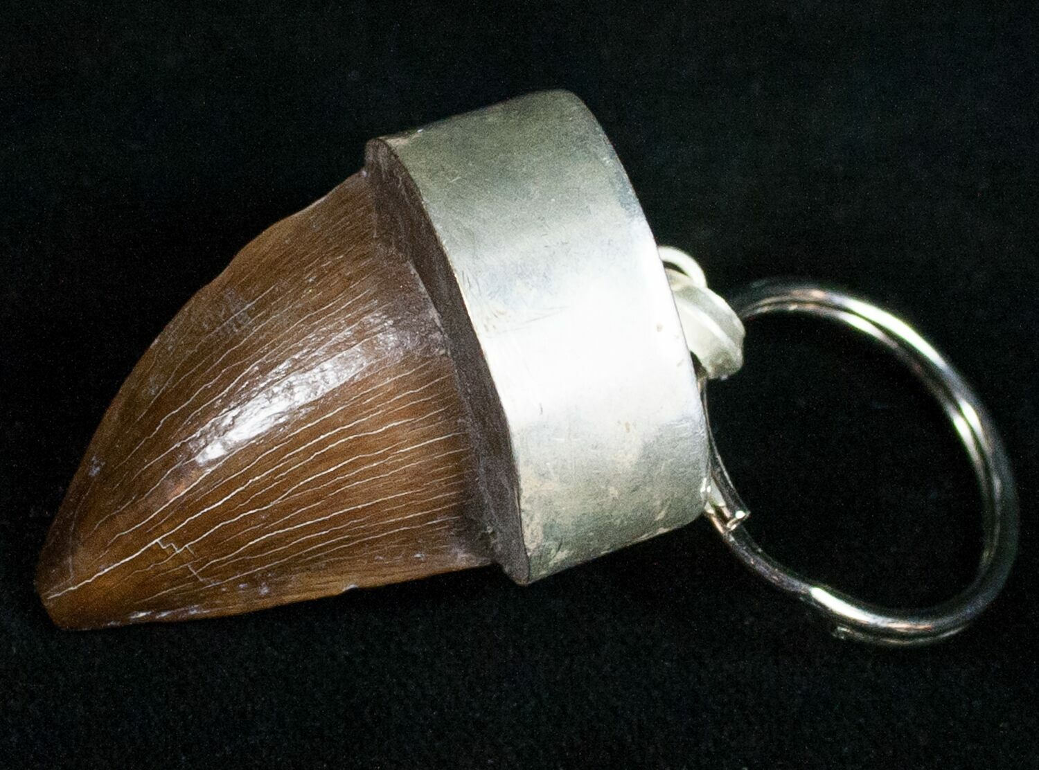 Authentic Fossil Mosasaurus Tooth Keychain 11148 For Sale