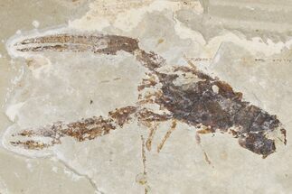 Cretaceous Fossil Lobster (Pseudostacus) - Lebanon #173164