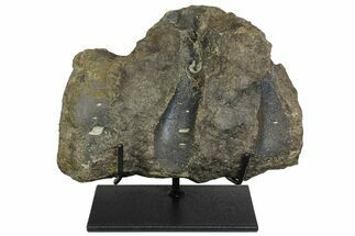 Fossil Hadrosaur (Maiasaura?) Fused Sacral Vertebrae - Montana #173490