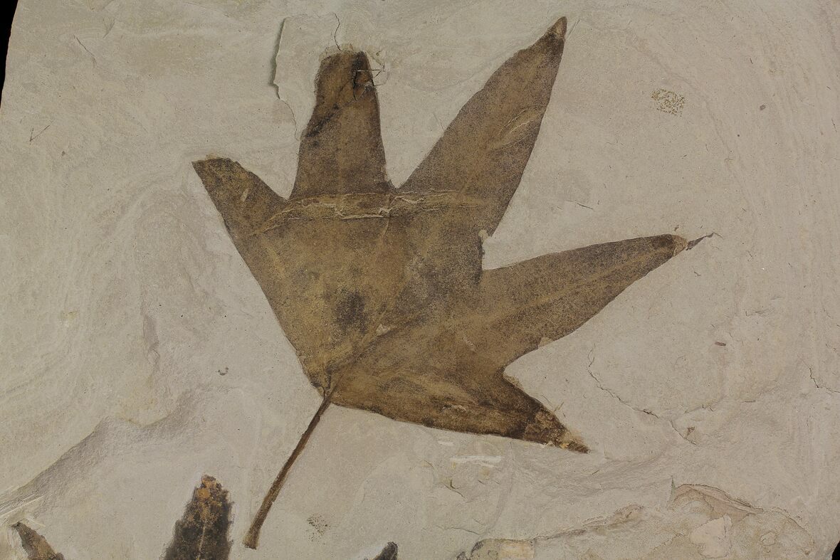 5 4 Eocene Fossil Sycamore Platanus Leaf Utah 174933 For Sale