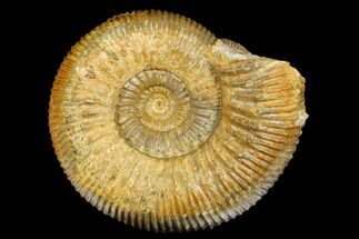 Jurassic Ammonite (Stephanoceras) - Kirchberg, Switzerland #175103