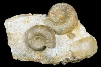 Beautiful Pair Of Ammonites (Cadomites & Stephanoceras) - France #175126