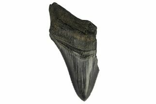 Partial Megalodon Tooth - Sharply Serrated #172175