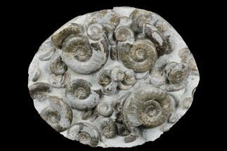 Fossil Ammonite (Psiloceras) Cluster - Holderness Coast, England #176342