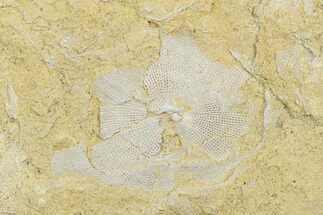 Archimedes Screw Bryozoan Mesh Fossil - Alabama #178241