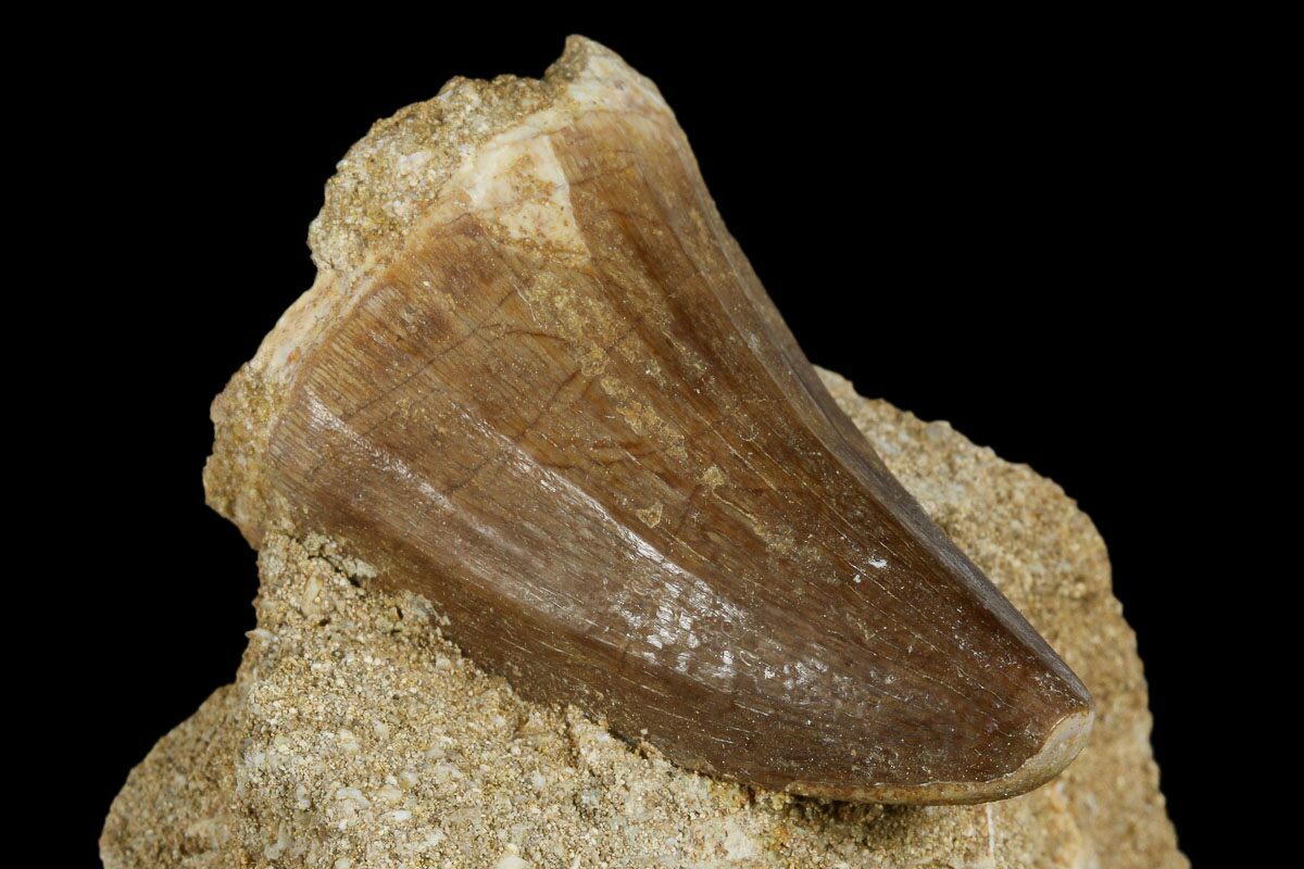 Mosasaur Mosasaurus Tooth In Rock Morocco For Sale