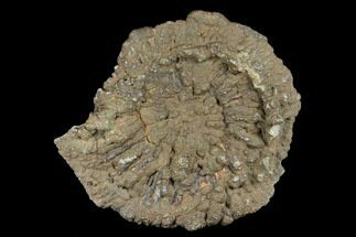Pyrite Encrusted Ammonite Fossil - Russia #181239