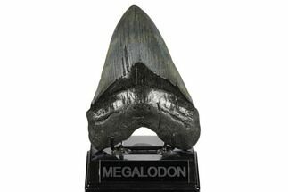 Fossil Megalodon Tooth - South Carollina #180962