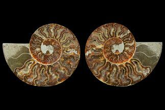 Cut & Polished, Crystal Filled Ammonite Fossil - Madagascar #183220