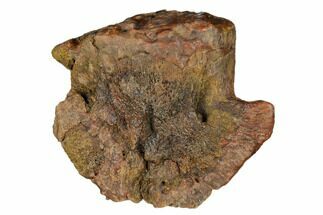 Fossil Dinosaur (Edmontosaurus) Ungual Bone - Montana #184001