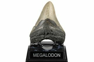 Serrated, Fossil Megalodon Tooth - Repaired #182602