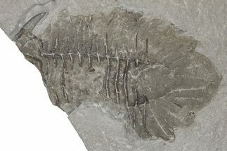 Rare, Partial Dicranopeltis Trilobite From Rochester Shale - New York #186065