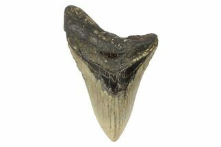 Partial, Megalodon Tooth - North Carolina #188239