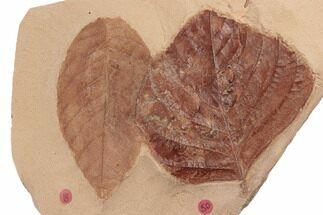 Two Red Fossil Leaves (Eucommia) - Montana #188935