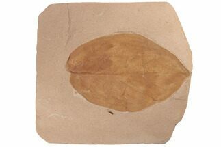 Large, Orange Fossil Leaf (Phyllites) - Montana #188979