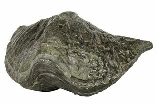 Pyrite Replaced Brachiopod (Spinocyrtia) Fossil - Ohio #189489