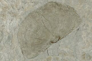 Green Brachiopod (Orthotetes?) Fossil - Kentucky #189496