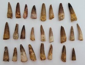 Lot: Spinosaurus Teeth - Pieces #190000