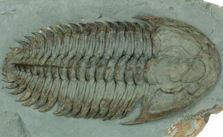 Huge, Lower Cambrian Trilobite (Longianda) - Issafen, Morocco #189927