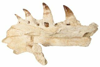 Mosasaur Jaw Section with Four Teeth - Morocco #189997