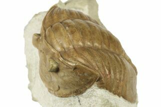 Valdaites Trilobite From Russia - Rare Species #191017