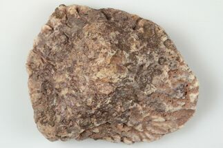 Fossil Phytosaur Scute - New Mexico #192705