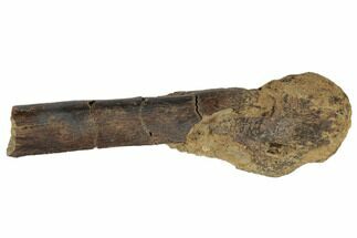 Hadrosaur (Edmontosaurus) Limb Bone End - South Dakota #192643