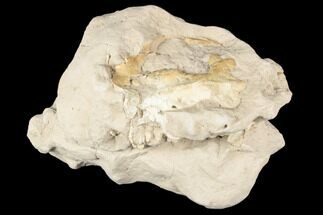 Unprepared Oreodont (Leptauchenia) Skull - South Dakota #192525