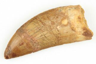 Serrated, Carcharodontosaurus Tooth - Composite Tooth #192826