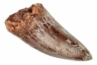 Serrated, Fossil Phytosaur (Redondasaurus) Tooth - New Mexico #192613