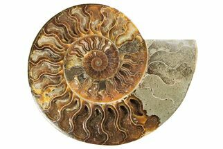 Cut & Polished, Agatized Ammonite Fossil (Half) - Crystal Filled #191592