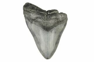 Partial, Fossil Megalodon Tooth #193985
