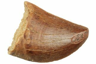 Serrated, Juvenile Carcharodontosaurus Tooth - Morocco #196512
