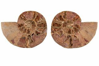 Crystal Filled, Cut & Polished Ammonite Fossil - Jurassic #191043