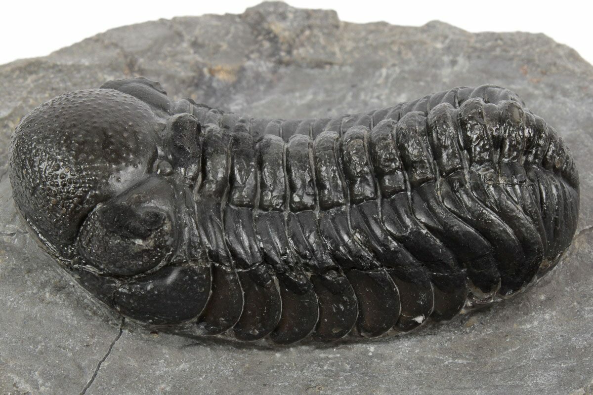 Detailed Austerops Trilobite Ofaten Morocco For Sale