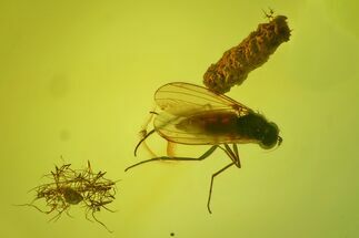 Fossil Fly (Diptera), Coprolite & Oak Hairs In Baltic Amber #197764