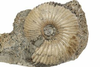 Jurassic Ammonite (Sigaloceras) Fossil - Gloucestershire, England #177074
