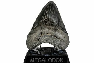 Robust, Fossil Megalodon Tooth - South Carolina #197876