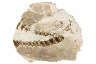 Partial, Fossil Oreodont Skull - South Dakota #198219