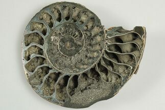 Cut & Polished, Pyritized Ammonite Fossil (Half) - Russia #198361
