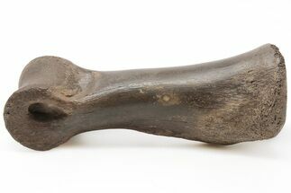 Struthiomimus Phalange (Toe Bone) With Stand - South Dakota #198566