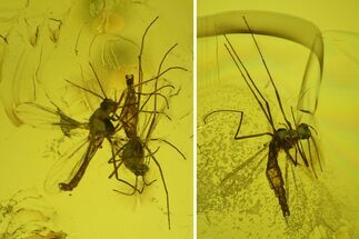 Five Detailed Fossil Flies (Chironomidae) In Baltic Amber #200093