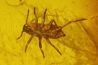 Fossil Springtail (Collembola) & Aphid (Sternorrhyncha) in Amber #200148