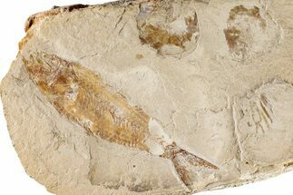 Cretaceous Fossil Fish (Sedenhorstia) and Two Shrimp- Lebanon #200763