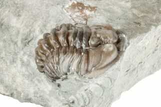 Partial Flexicalymene Trilobite - Ohio #201138