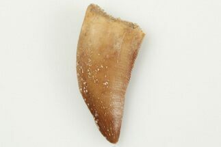 Raptor Tooth - Real Dinosaur Tooth #201794